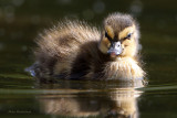 Spring Arrival - Mallard Duckling