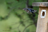 Eastern Bluebird Leaves The Nest