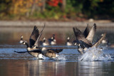 Bernaches  go-go - Canada Geese On The Run