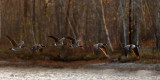 Canada Geese at Dawn - Bernaches  laube