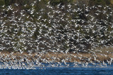 Mass Hysteria - Greater Snow Geese