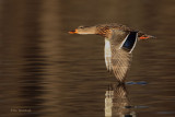 Leaving Her Mark - Mallard Duck