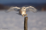 Snowy Owl 8-Point Landing