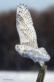 Give Me A High Five - Snowy Owl