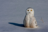 Where Are My Feet? - Snowy Owl