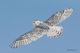 Get Off My Back - Snowy Owl