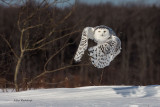 Up And At Em - Snowy Owl