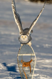 A 10-Year-Old Dream Realized - Snowy Owl