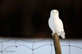 Light On Dark - Male Snowy Owl