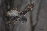 Snow-Job - Great Grey Owl