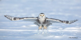 Armed and Dangerous - Snowy Owl