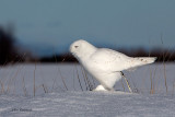 Adding My Own Decoration - Male Snowy Owl