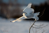 Snowy Owls Dusk Departure