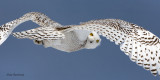 You Are The Wind Beneath My Wings - Snowy Owl