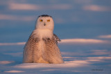 Snowy Owl - All Dressed Up For The Winter Ball