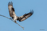 Balancing Act - Osprey