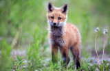 Cute As A Button - Fox Pup