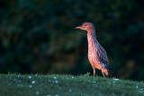 Crack Of Dawn Bittern