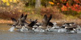 Canada Geese At The Race Track