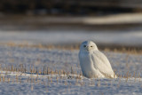Enjoying The Light - Snowy Owl