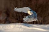 Snowy Owl - Night Moves