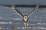 Sunset Super-Stretch - Snowy Owl