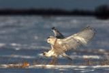 Snowy Owl - All Flaps Deployed For Landing