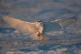Snowy Owl - Sunset Touchdown