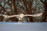 Snowy Owl - Warm and Cold!