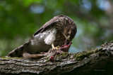 Supper At The Coopers - Young Cooper Hawk