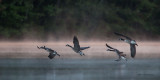 Morning Mist - Canada Geese