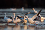 Ice Capades - Greater Snow Geese Style