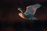 Snowy Owl - Against the Light