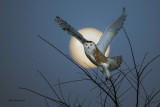 Snowy Owl - Fly Me To the Moon