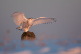 Snowy Owl - Taking In The Setting Sun