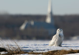 Snowy Owl - Im Late For Mass!
