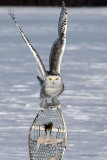Snowy Owl - Snowshoe Jockey
