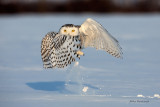 Snowy Owl - The Caped Avenger Strikes Again