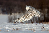 Snowy Owl - Winged Wonder