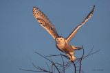 Snowy Owl - Branching Out