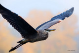 Fall Heron Passing By