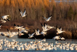 Greater Snow Geese - Late Afternoon Movement