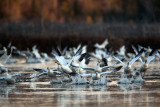 Scramble  - Greater Snow Geese