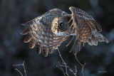 Great Grey Owl on Patrol