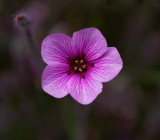 Garden Flower