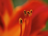 Daylily (Abstract)