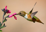 Hungry Hummingbird