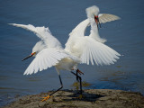 Dueling Egrets