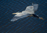 Great Blue in Flight