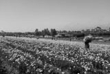 Flower Harvest in Black and White